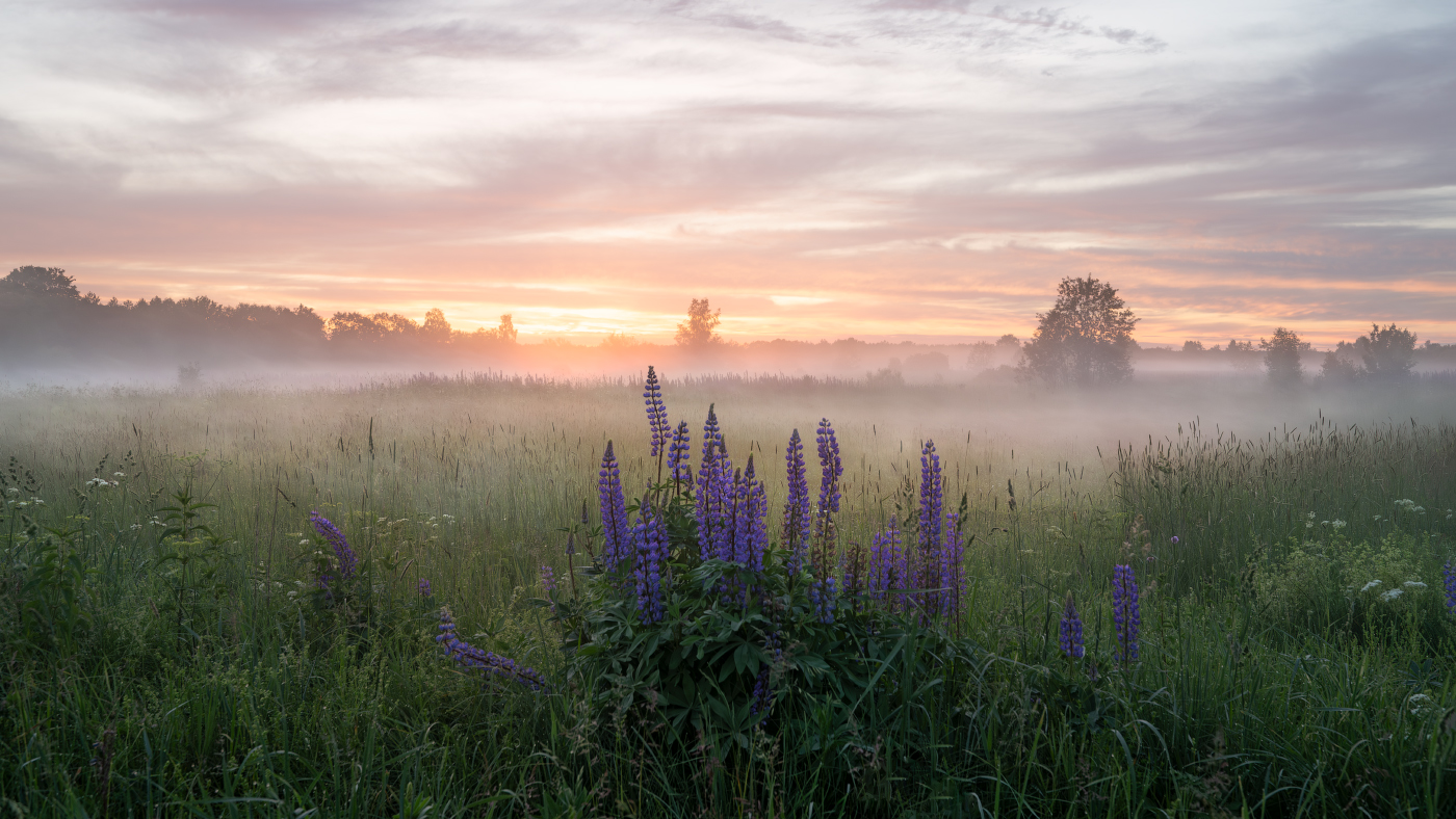вечерние люпины