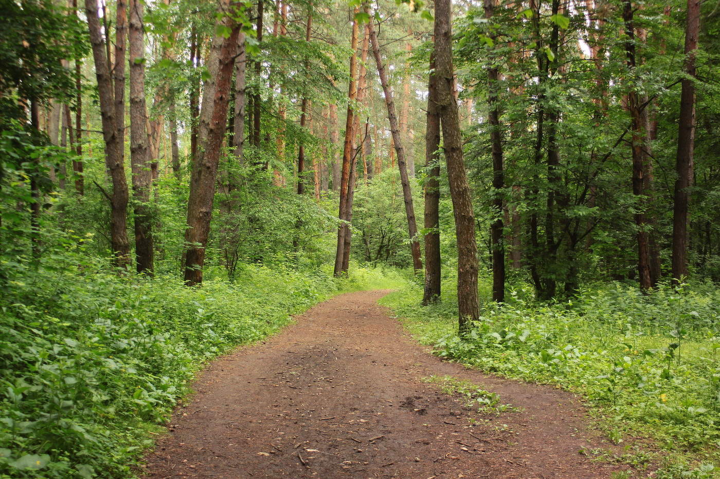 Майский полдень в бору