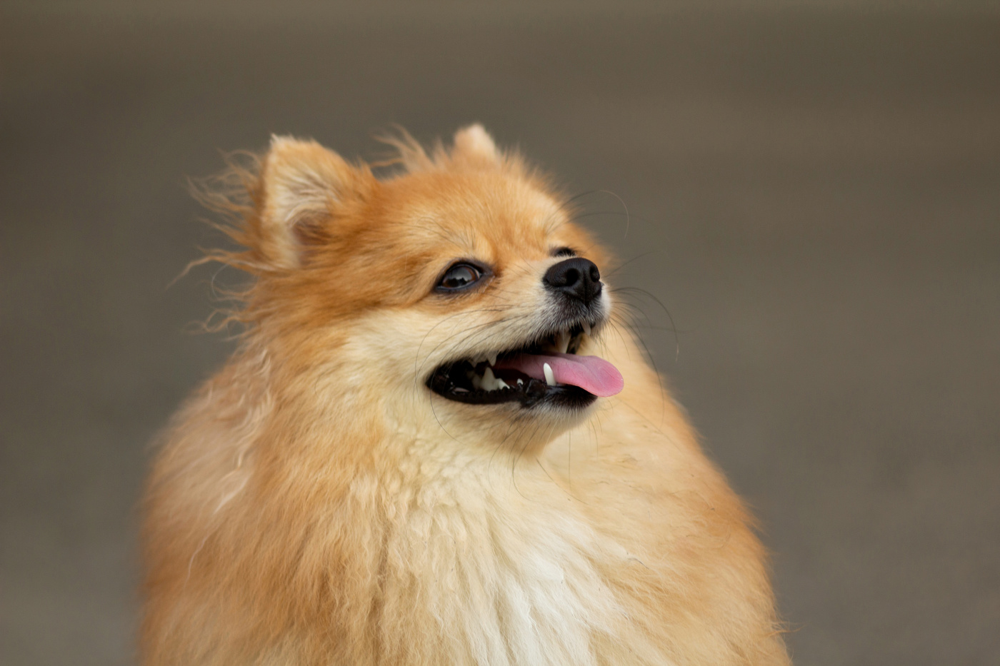 "Чубчик кучерявый"