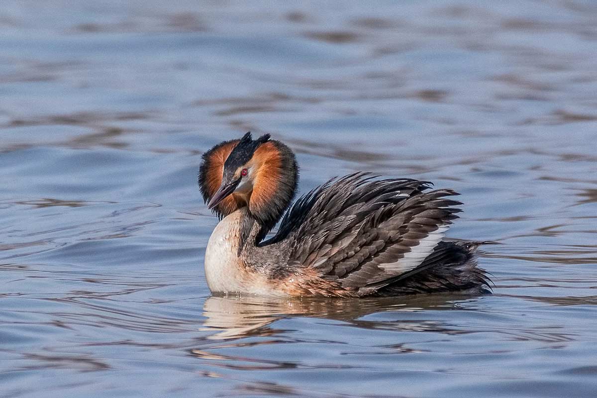 Чомга (большая поганка)