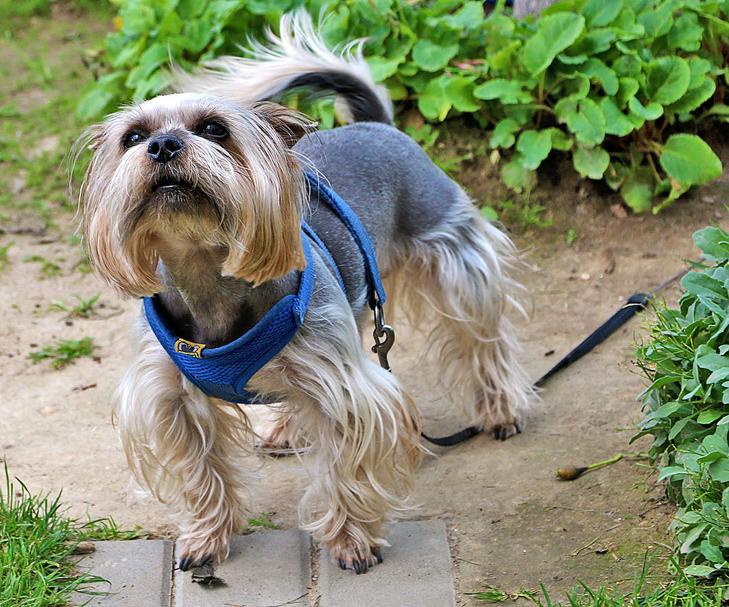 Любопытный Йорк