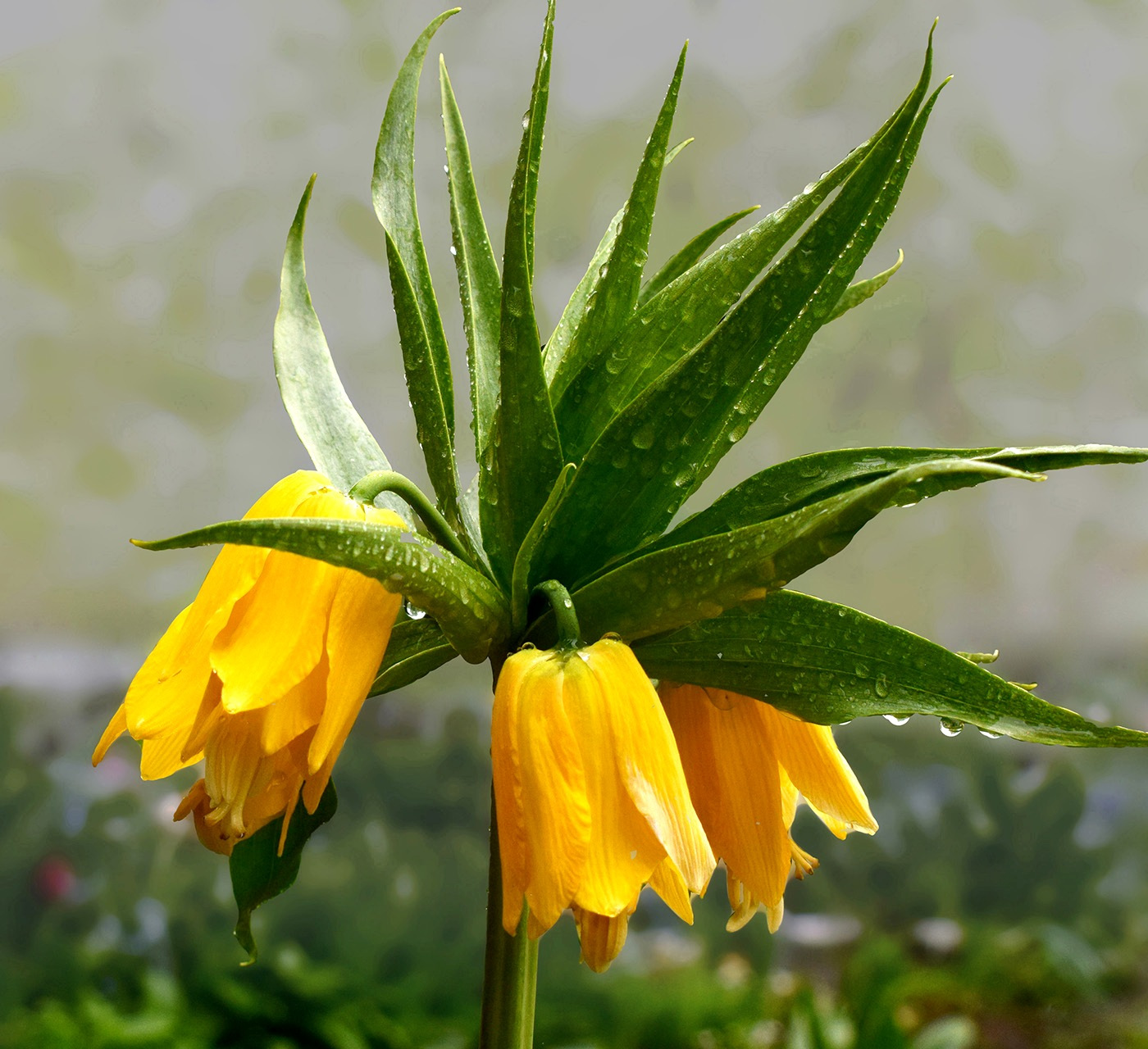 Рябчик императорский