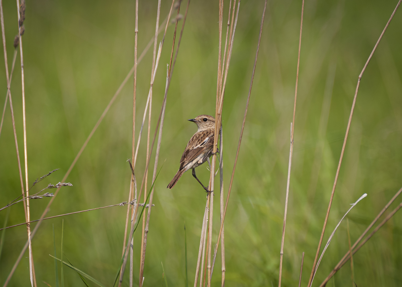 Сибирский черноголовый чекан(дама).