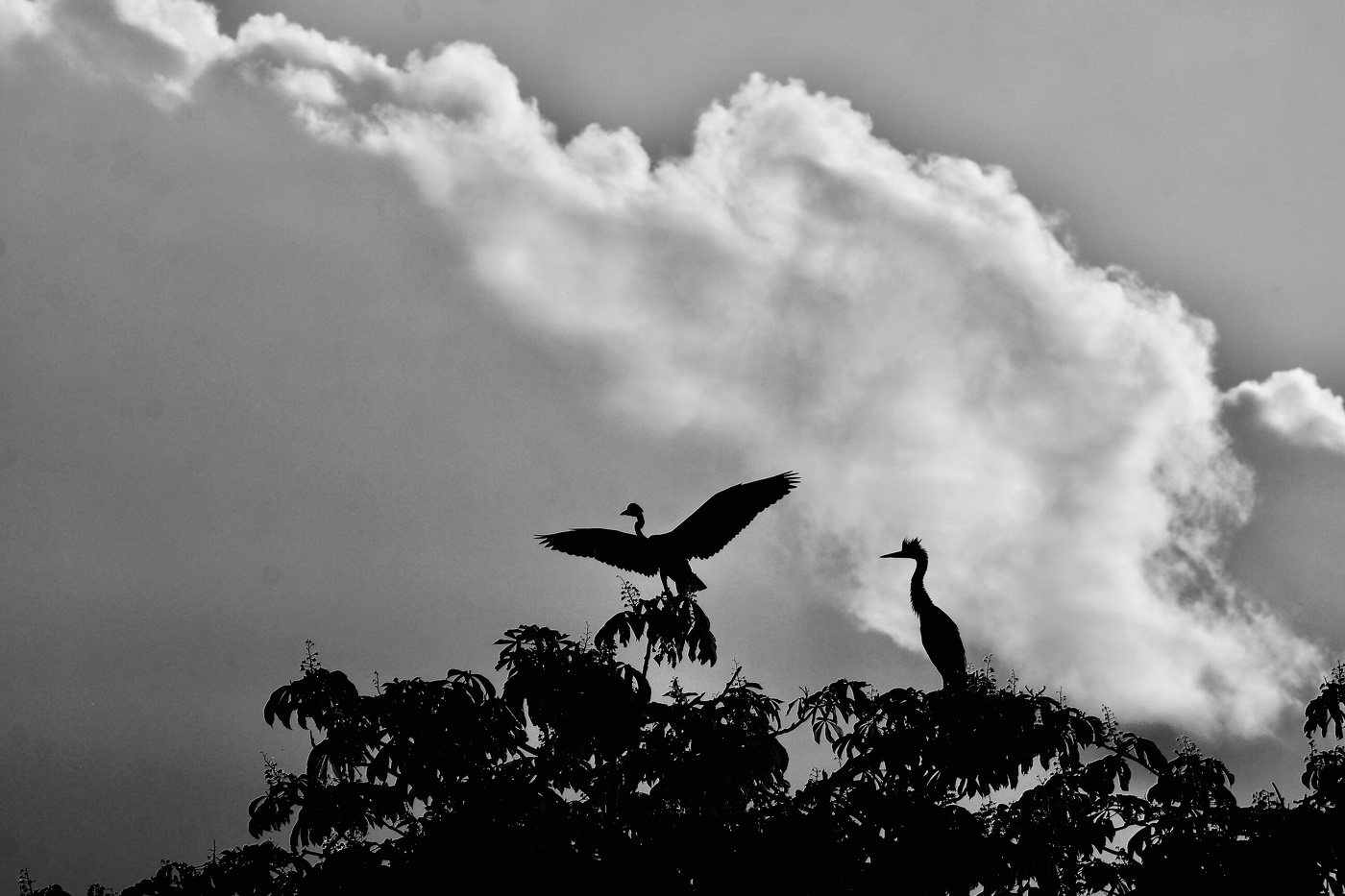 ЦАПЕЛЬКИ ч/б