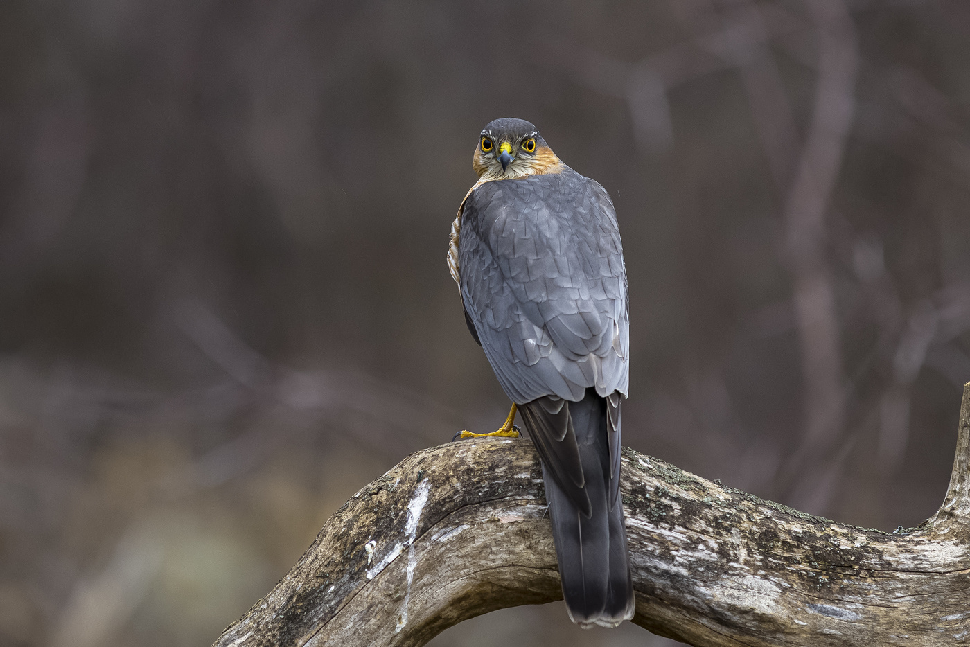 Ястреб перепелятник