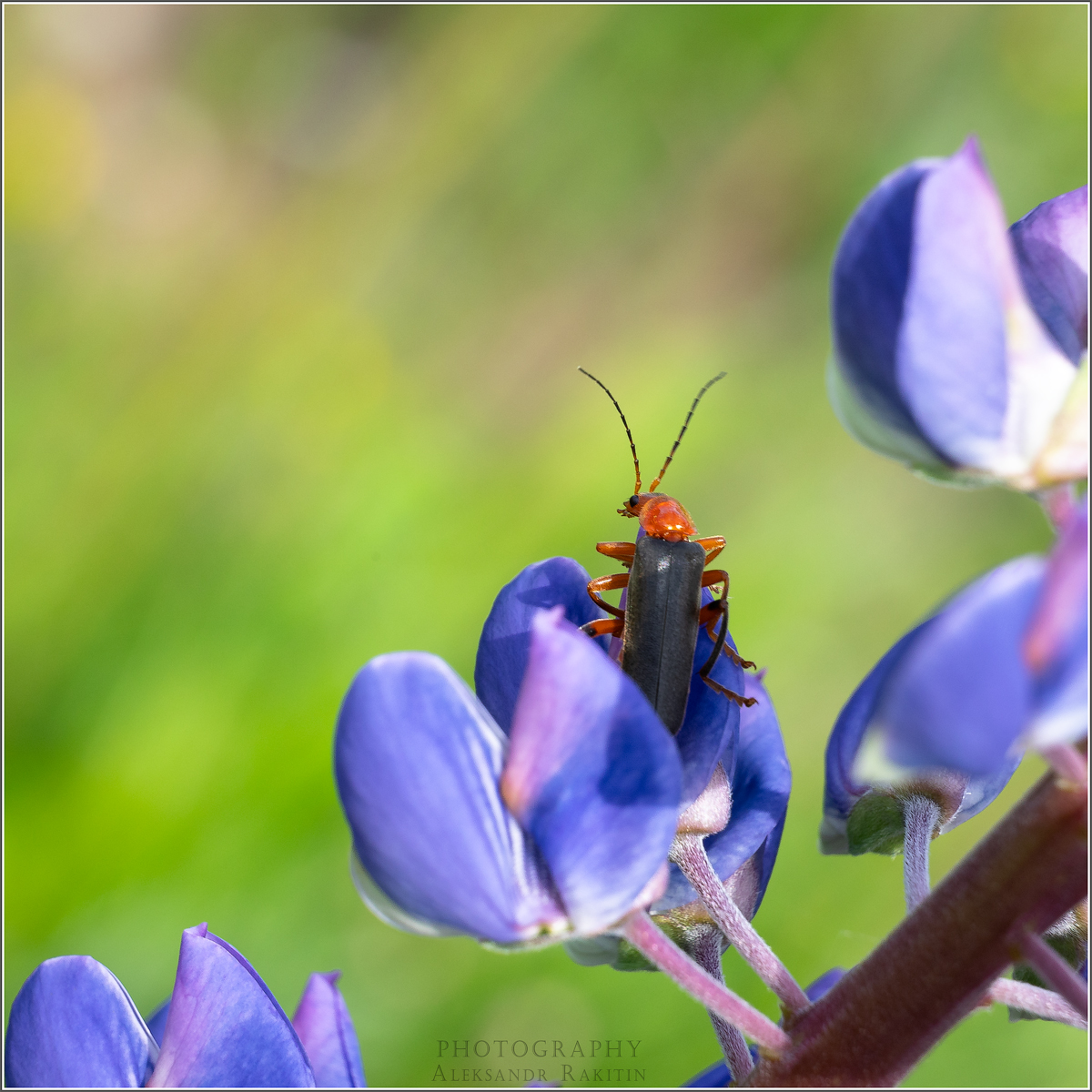 Что там...впереди...