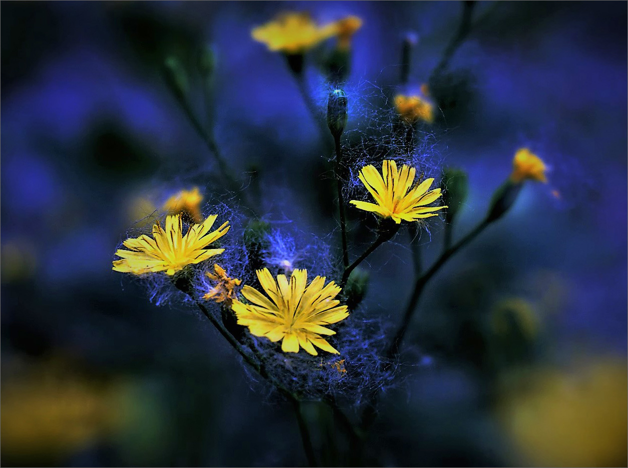 Случайные связи или Когда летит пух тополиный