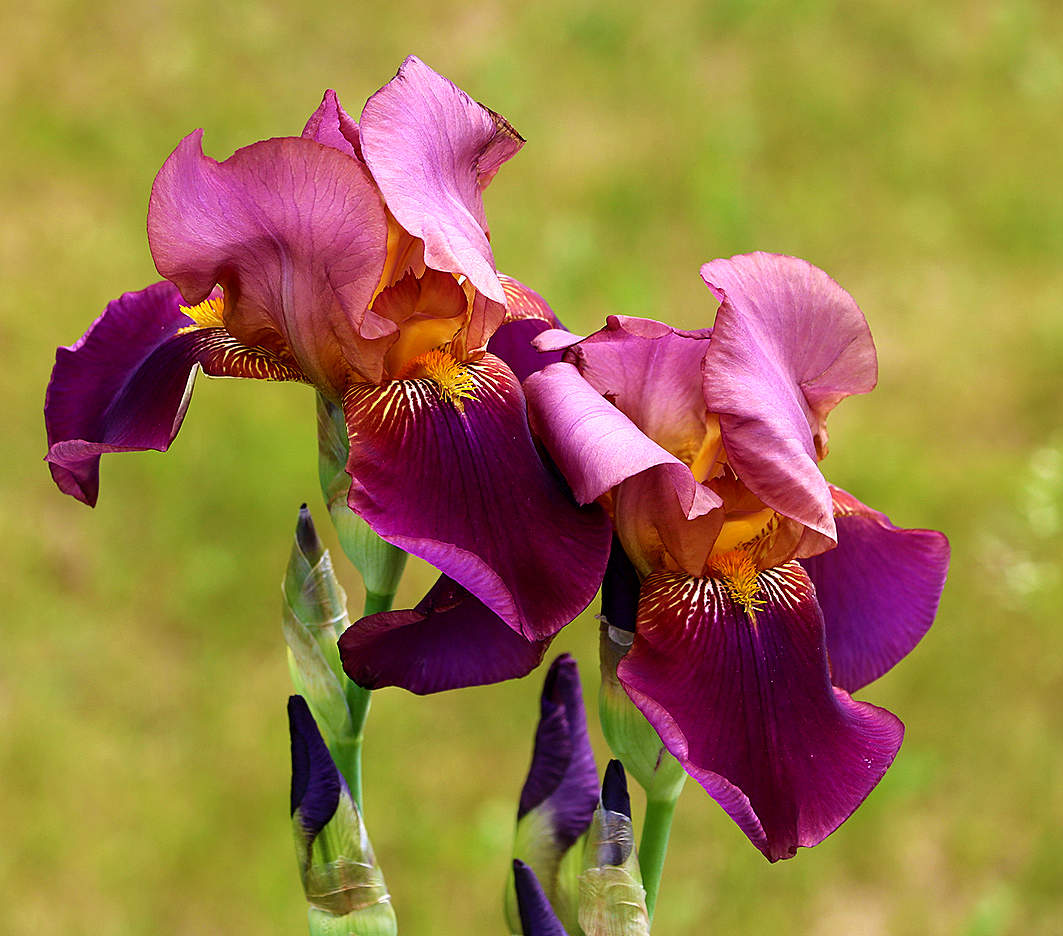 Июнь - время ирисов