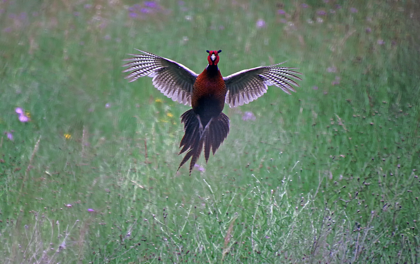 Фазан из под ног