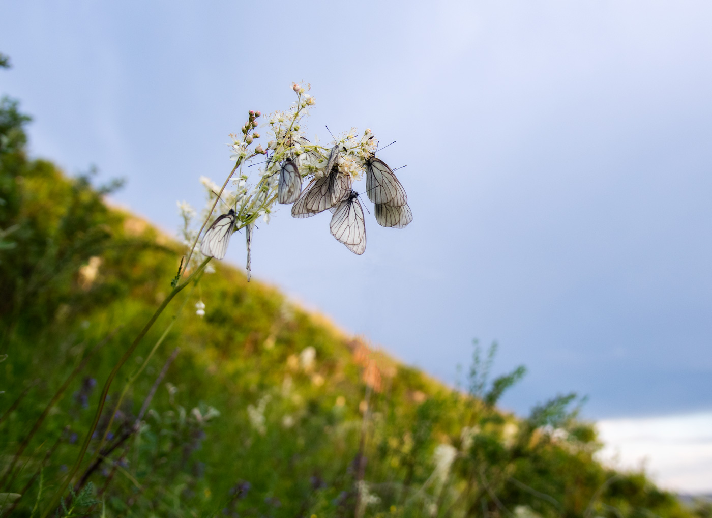 Цветочные обвесы