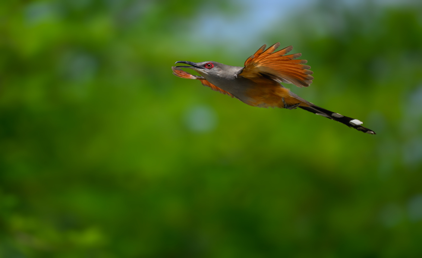 Hispaniolan Lizard-Cuckoo