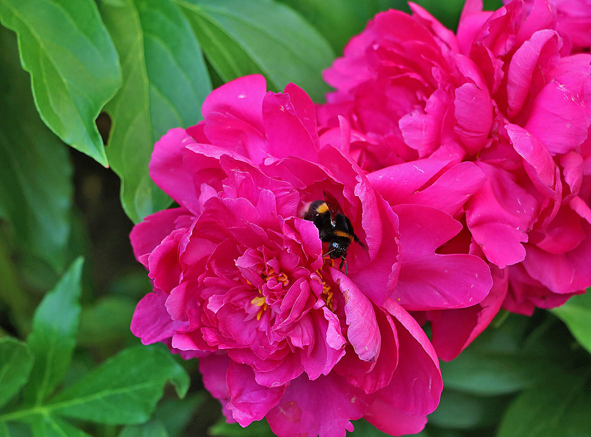 Вкусный пион!