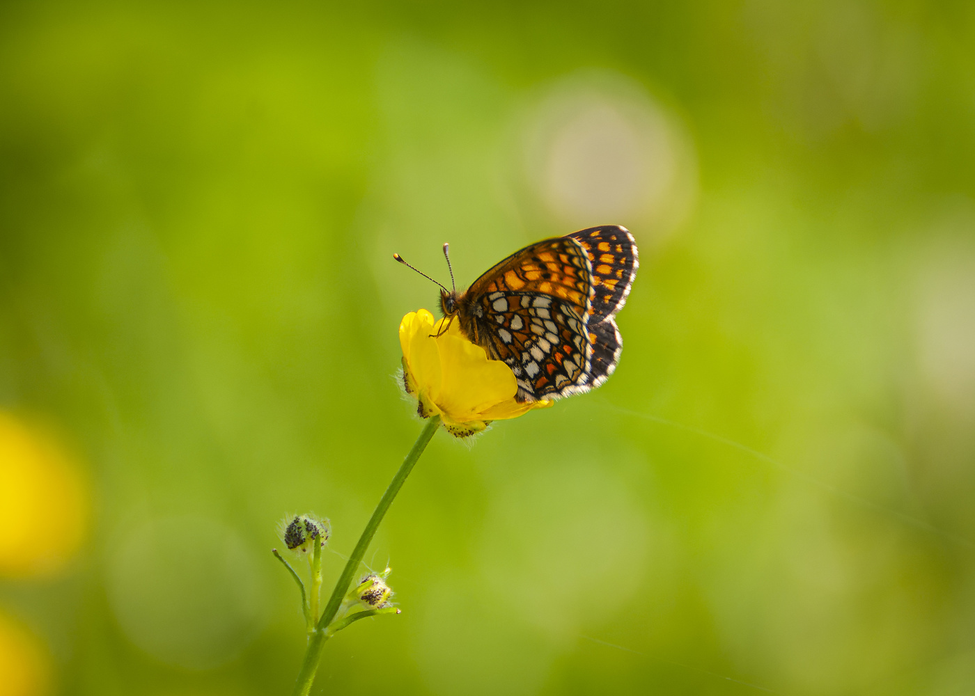 Шашечница Феба