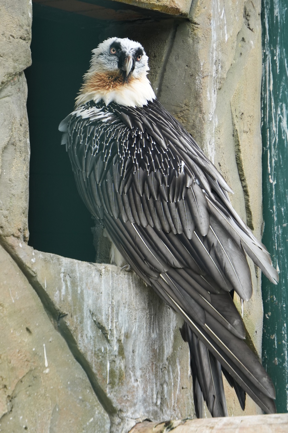 Красавец гриф