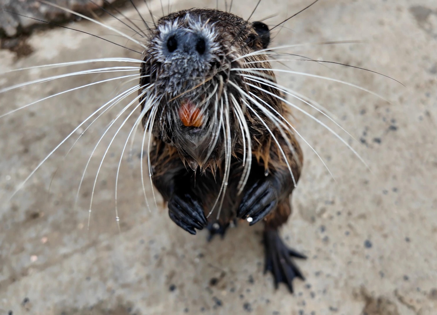 Я морковочку несу...