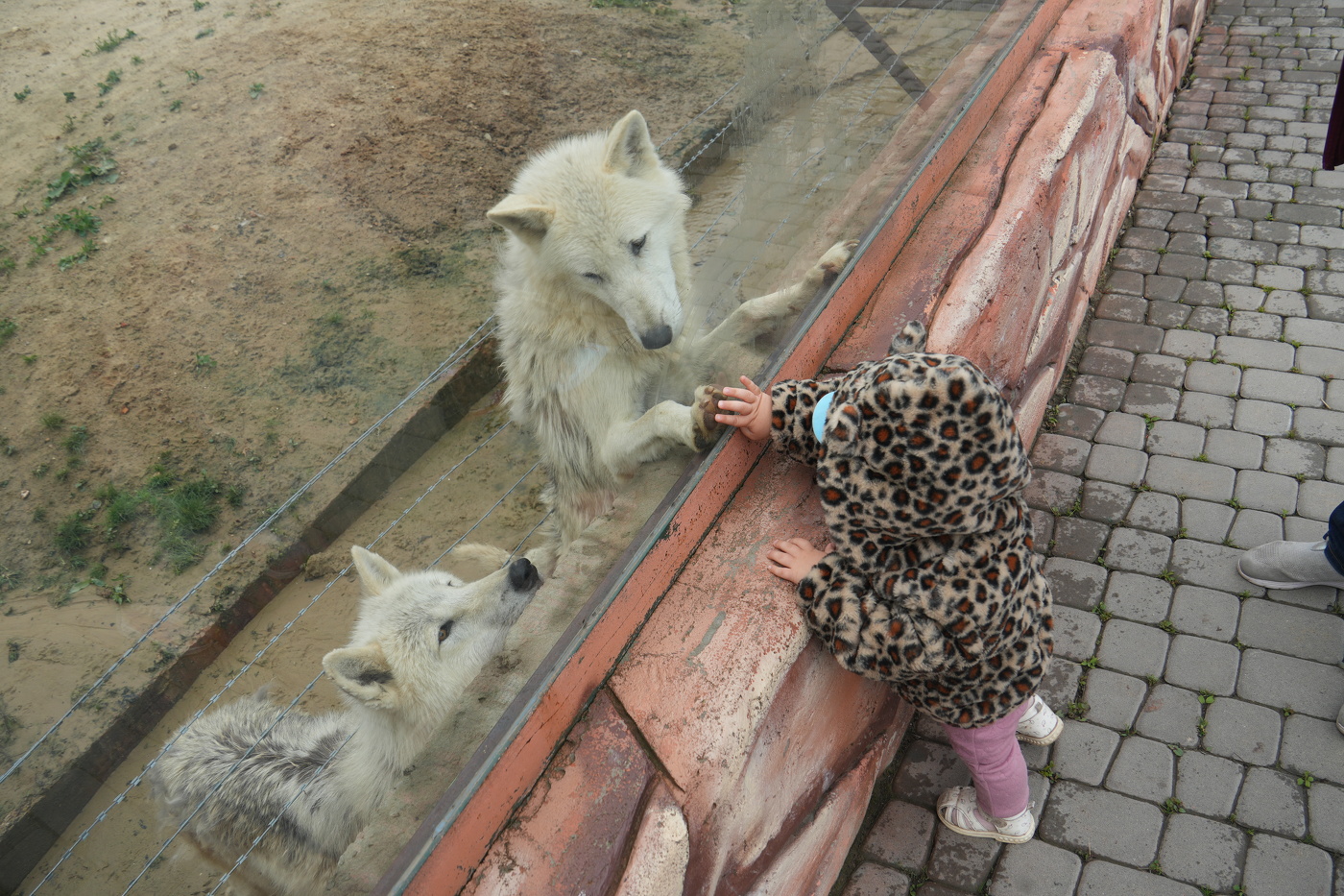 Мы одной крови...
