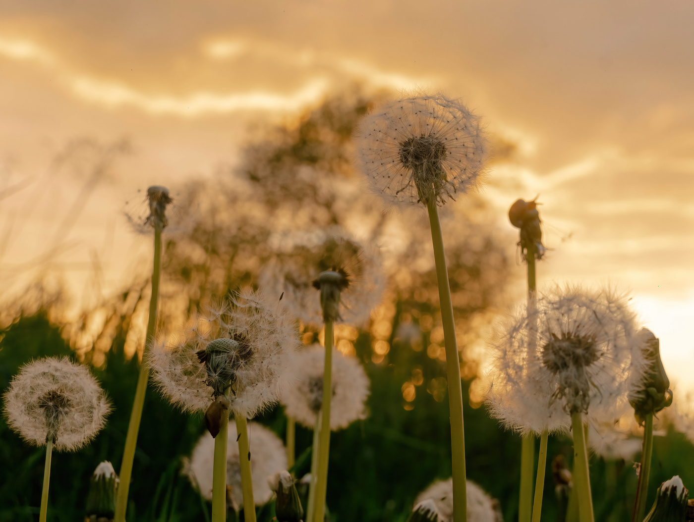 Одуванчики