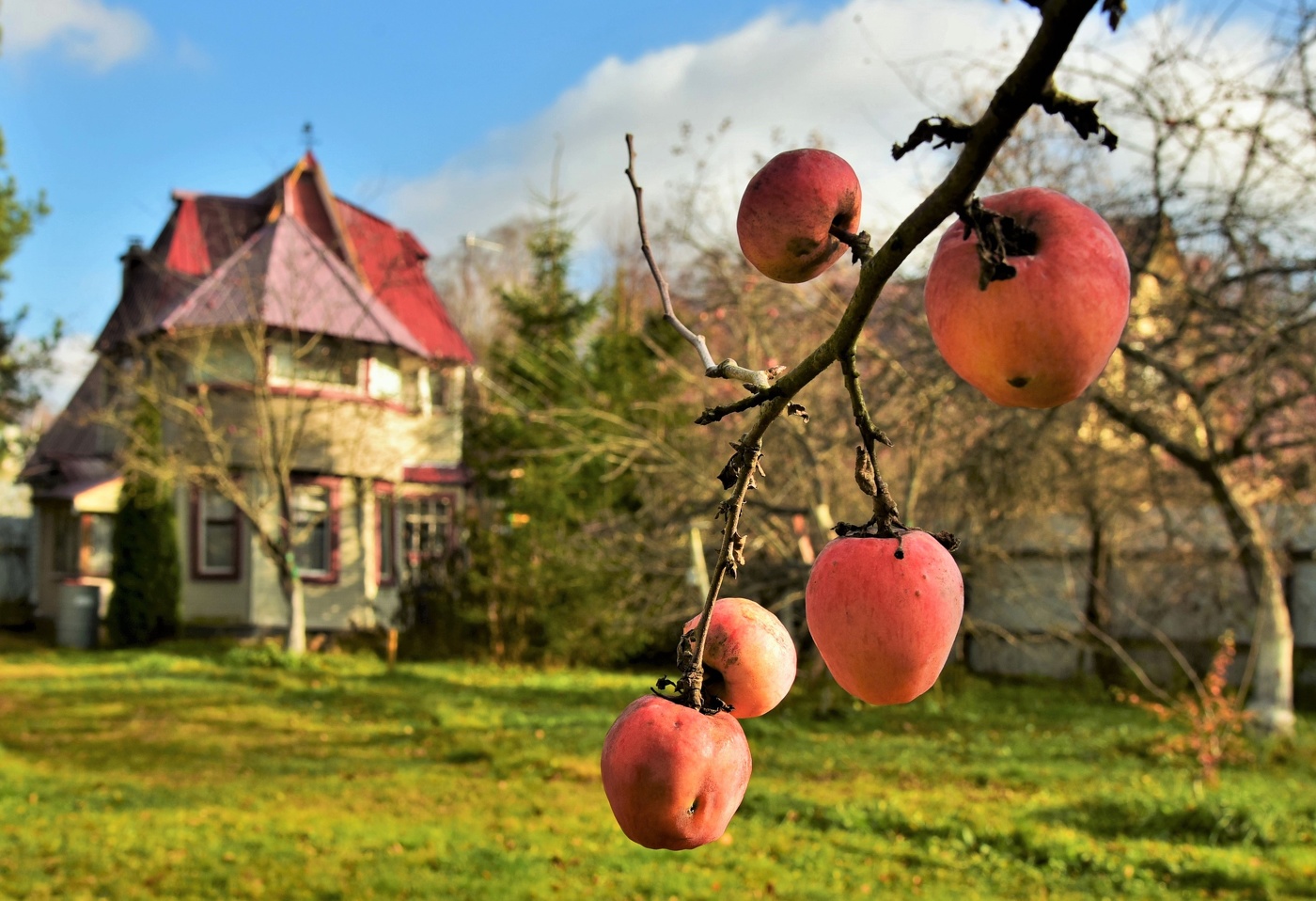 Поздние яблоки ...