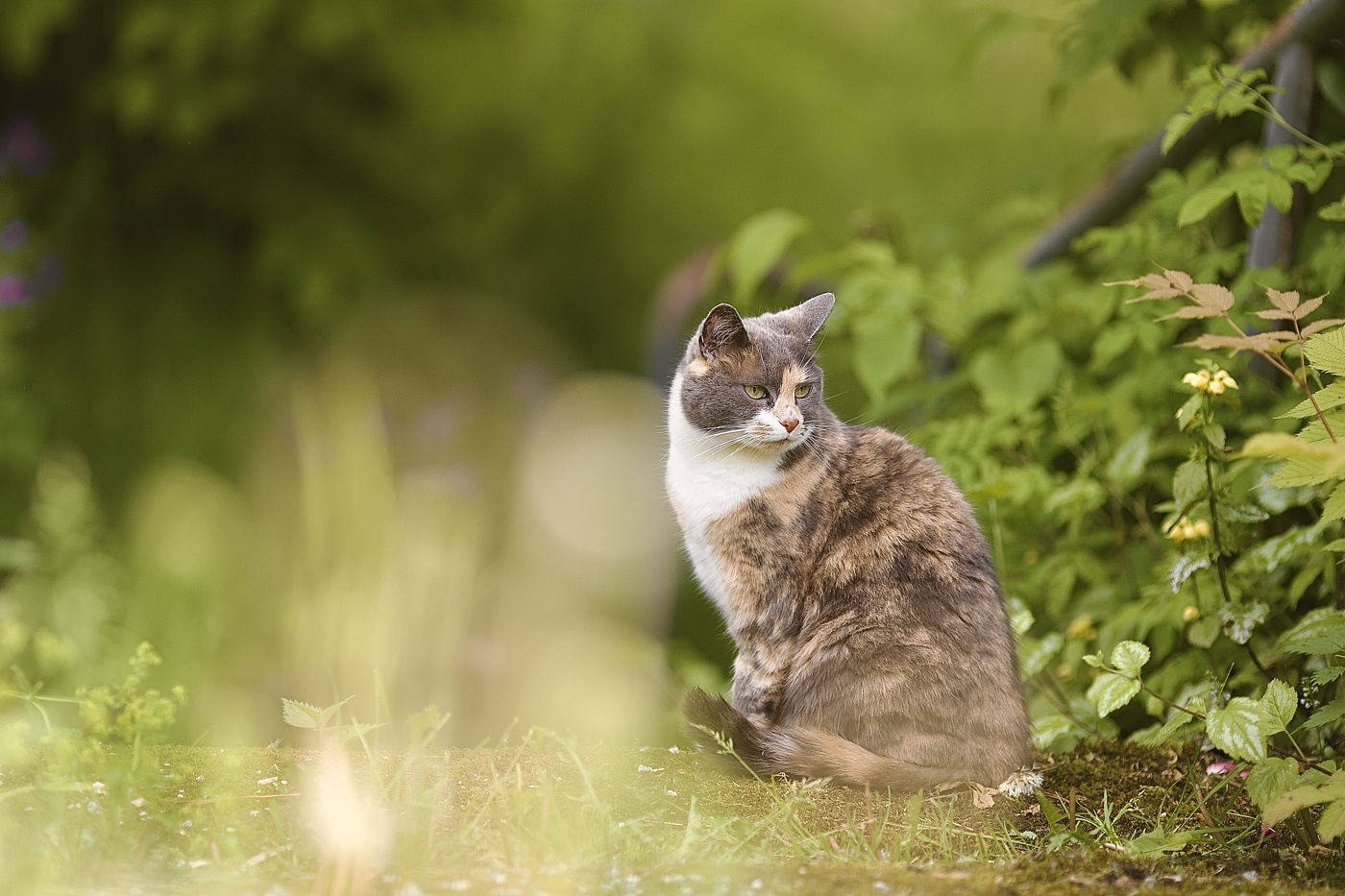 лесной житель