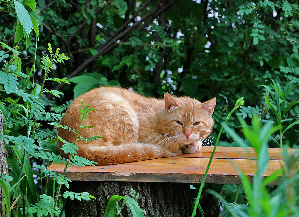 Рыжий на рыжем