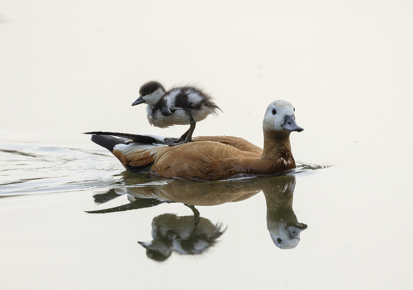 Что за дети нынче, право