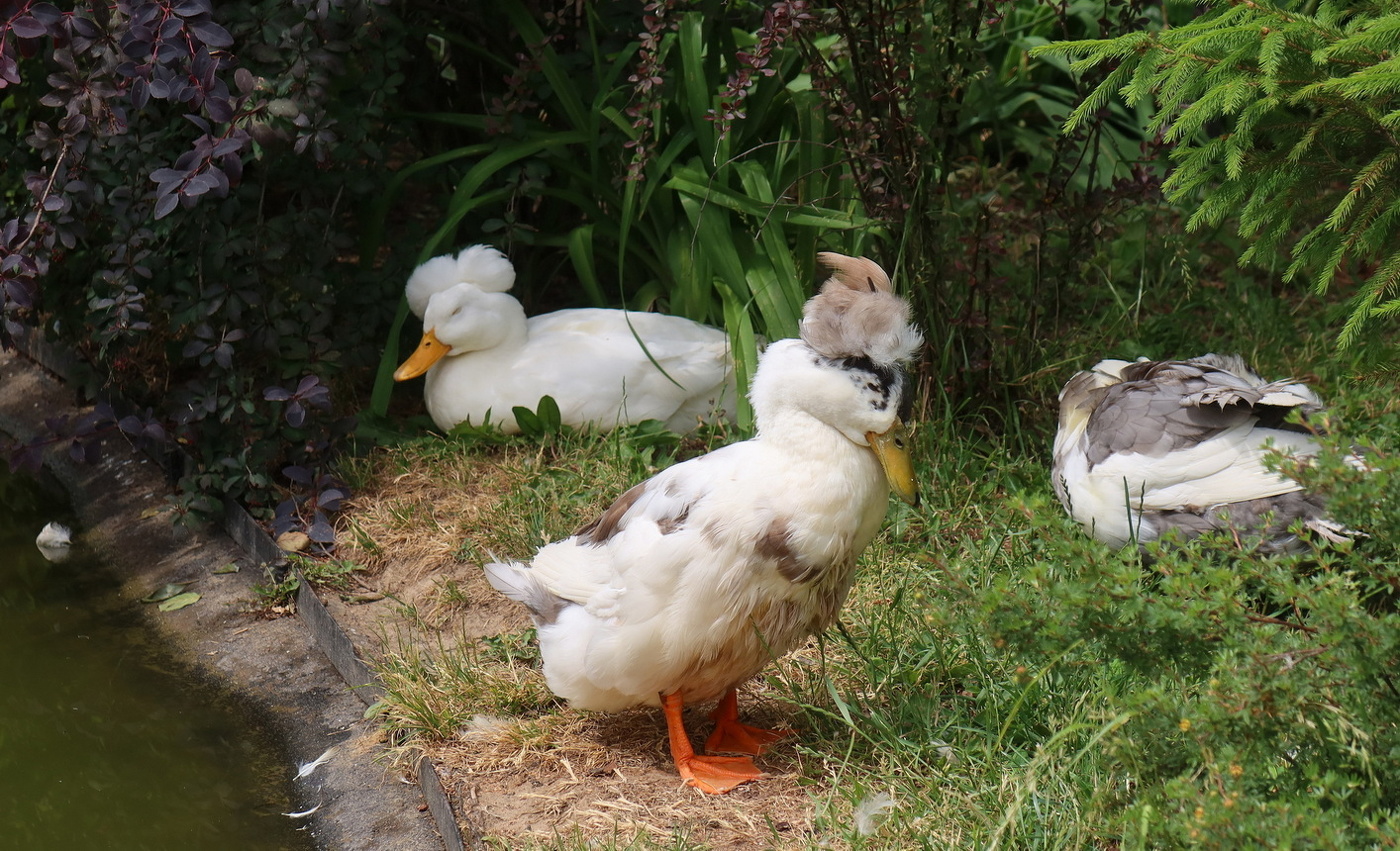 Модницы уточки в нашем парке