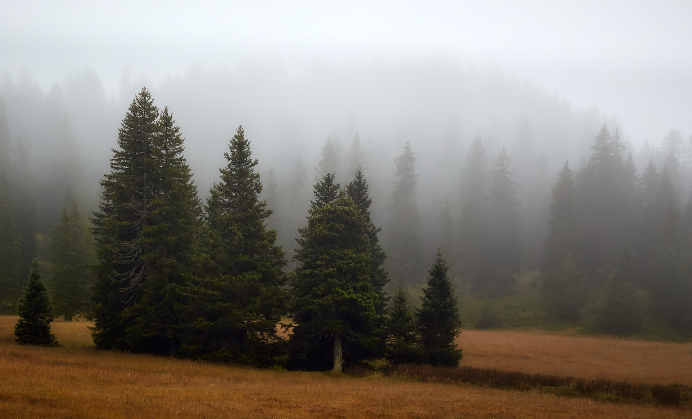 Пасмурное утро