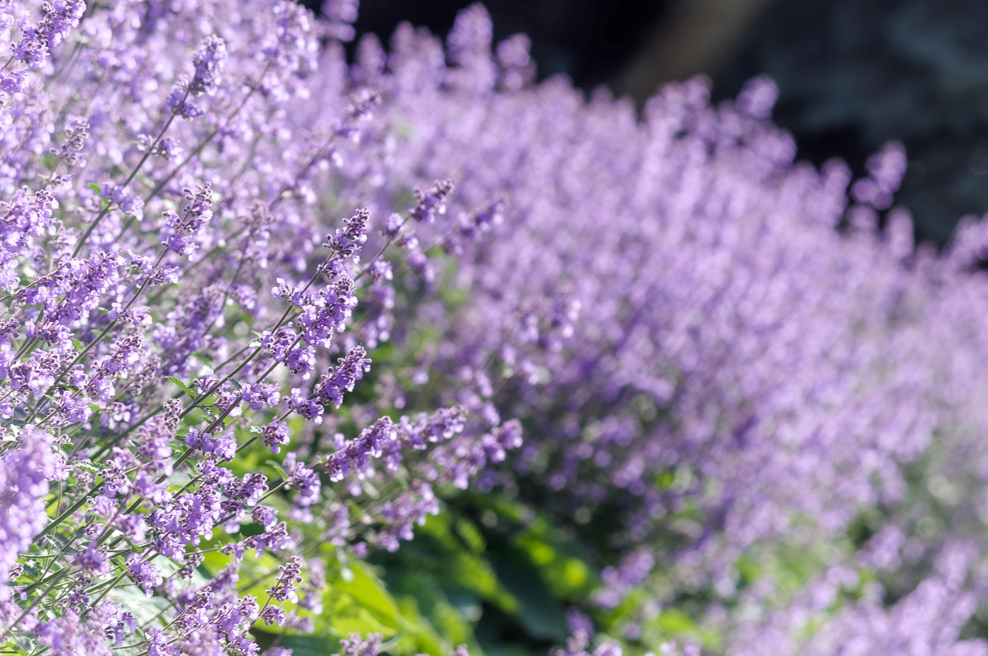 Лавандовое утро.