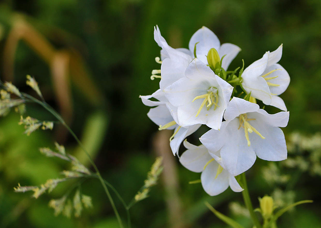 Кампанулка