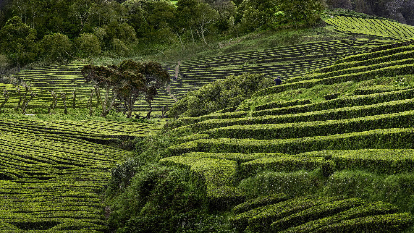 Чайные холмы