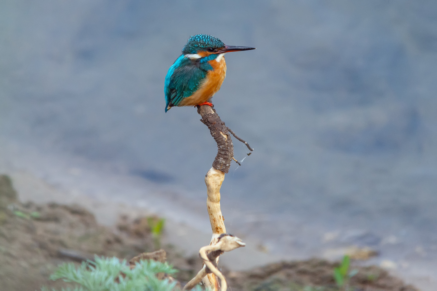 девочка ждёт...