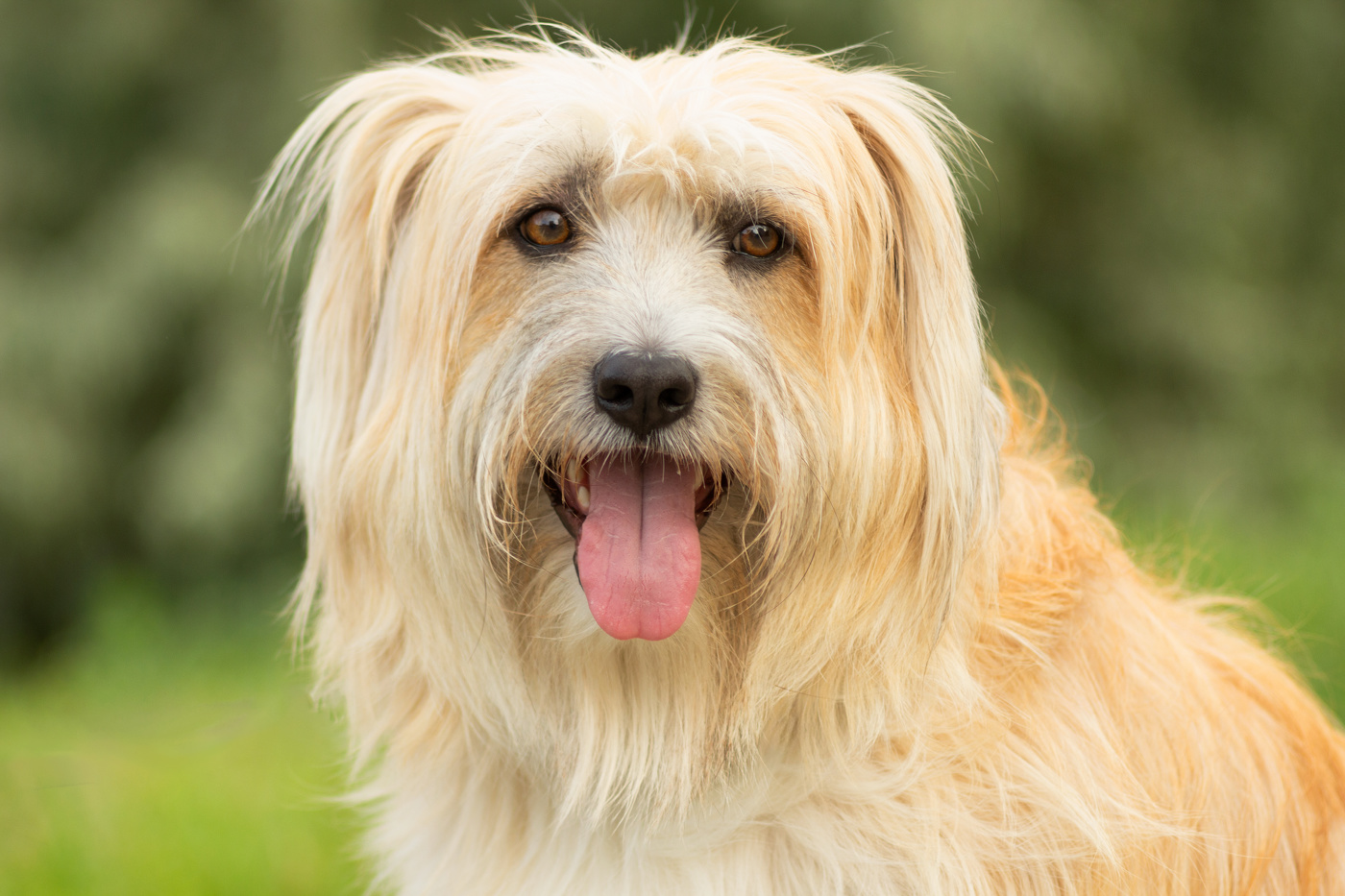 Гаванский бишон