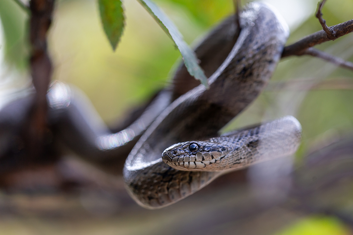 Там полоз на ветвях сидит