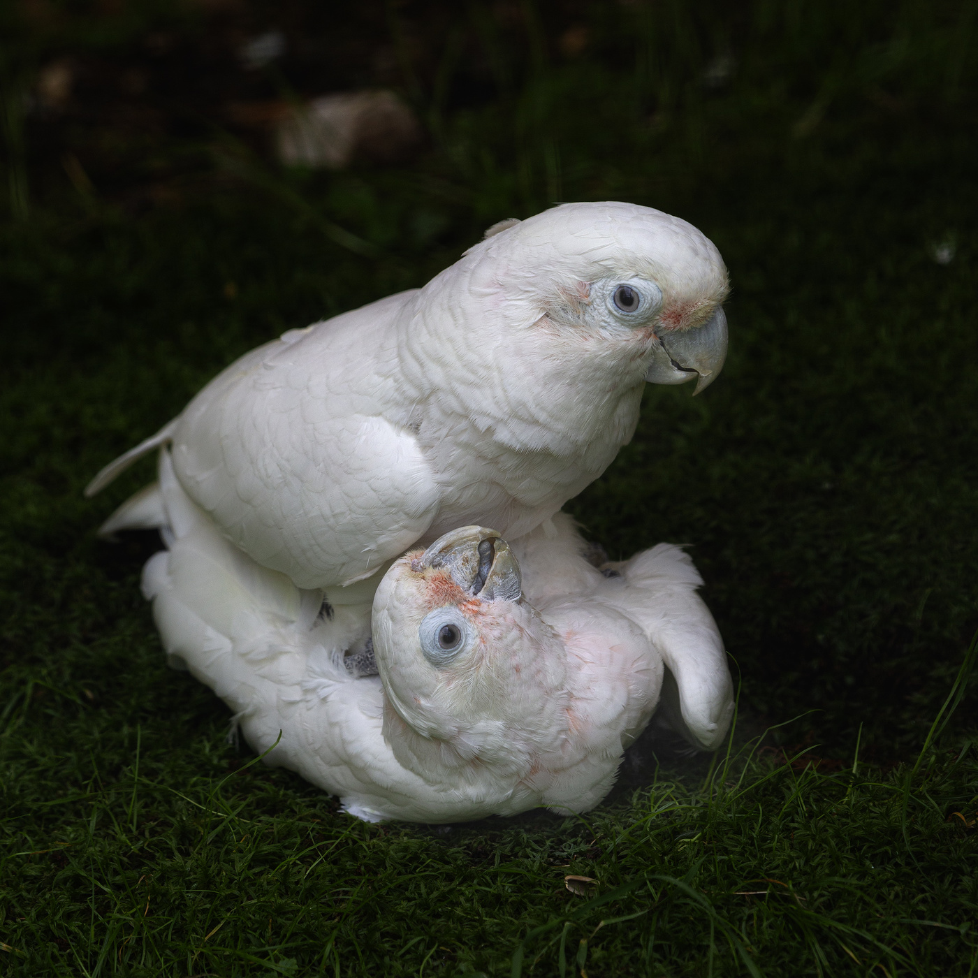 Основной инстинкт