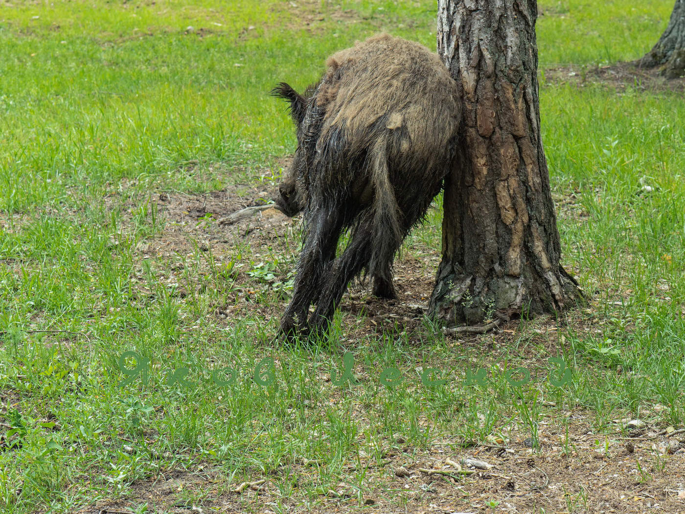 Подходящее дерево.