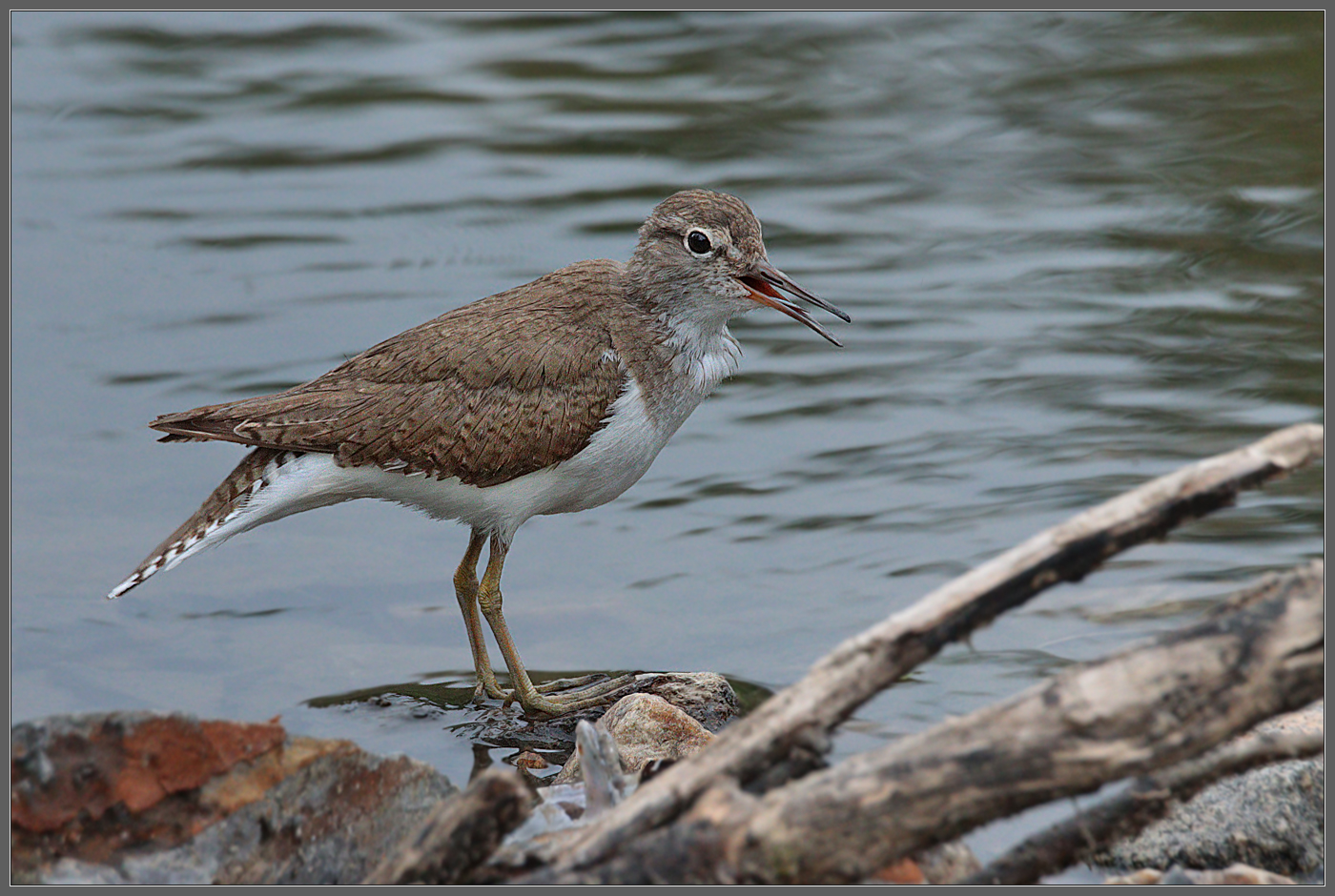 Скандалист