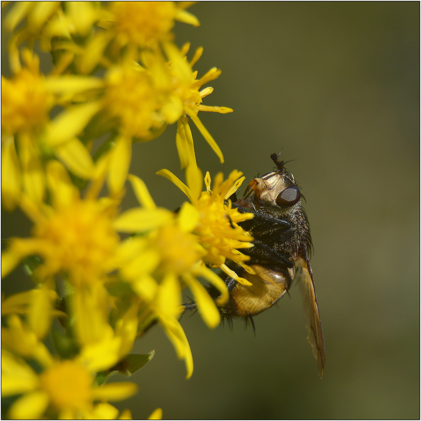 Сладкая жизнь.