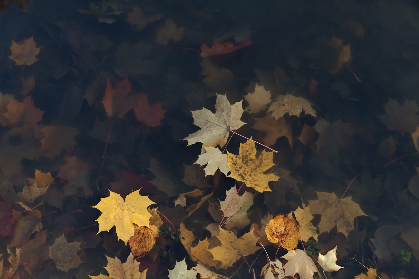 Объяли меня воды до души моей...