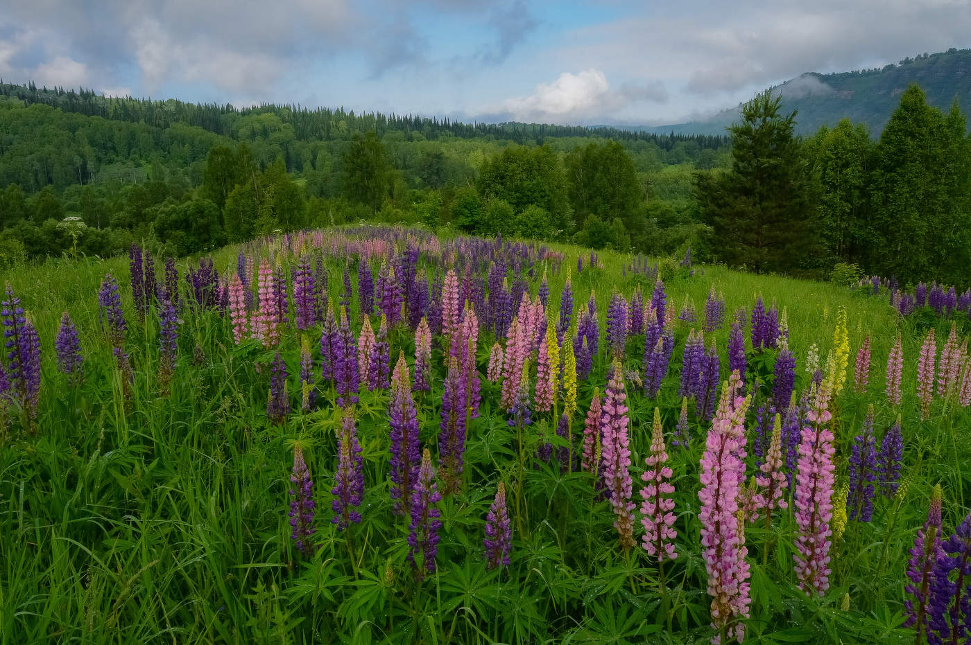 Подкатунь. На люпине