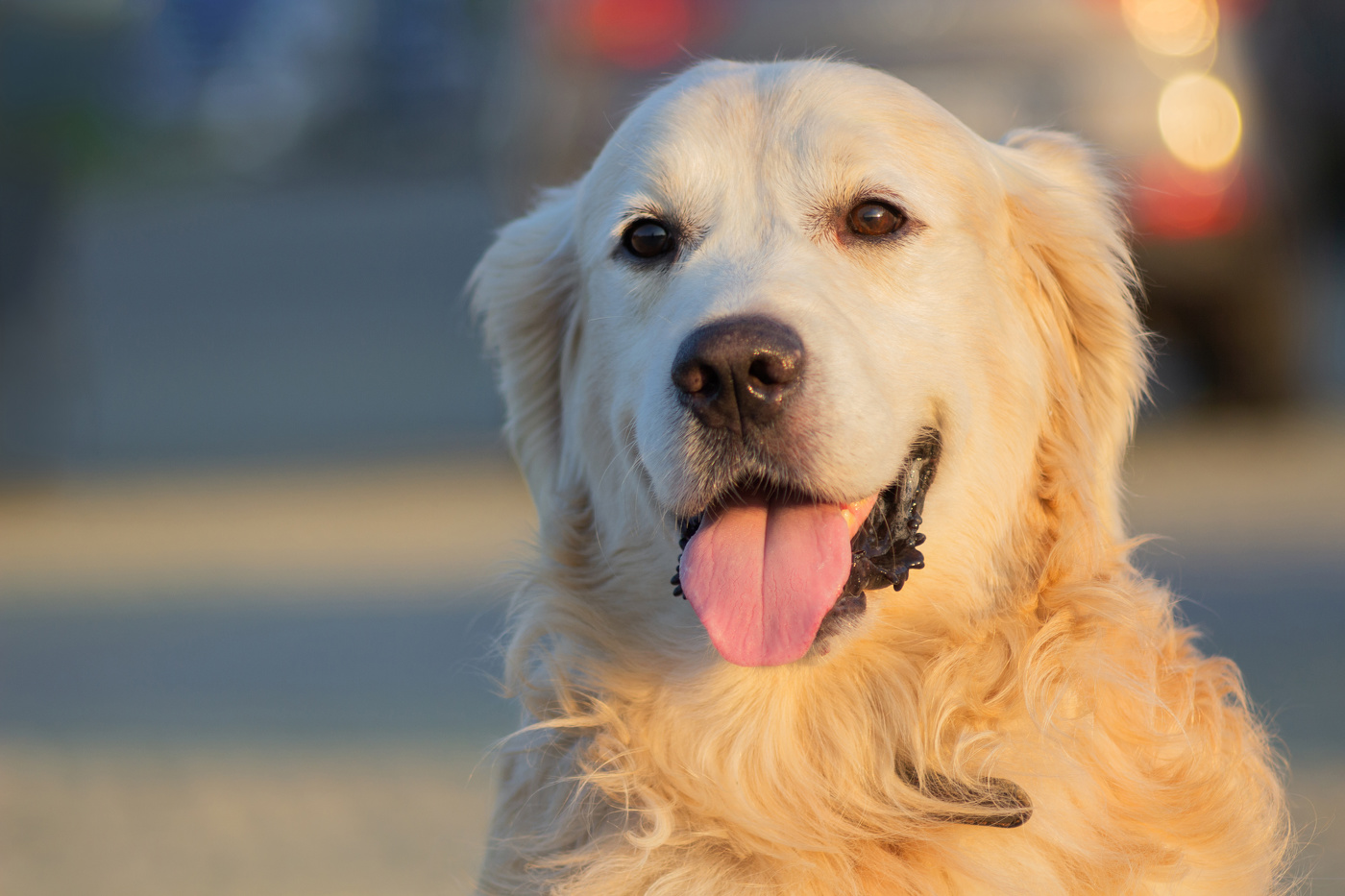 "В золотой час с золотистым ретривером".