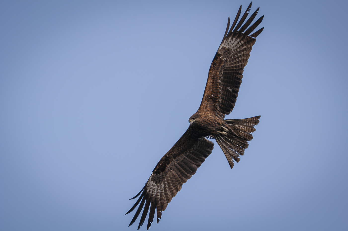 Коршун в полете.