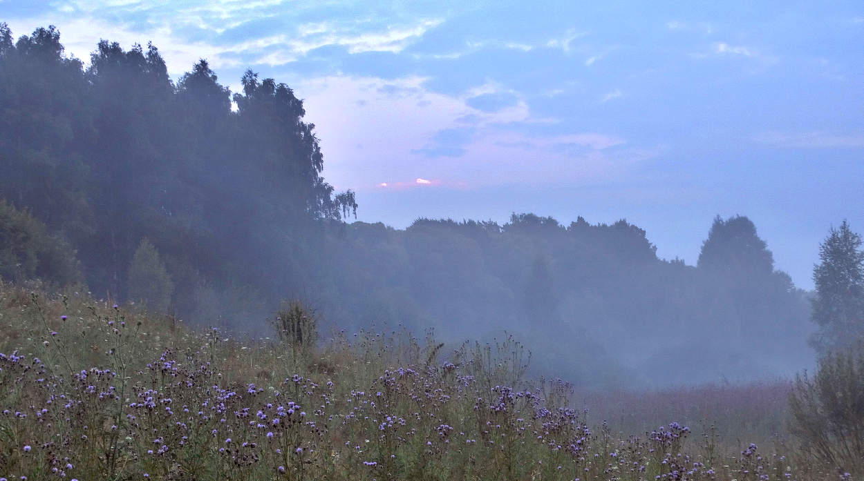 Летнее туманное утро