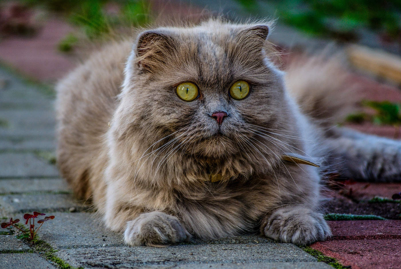 Зеленоглазая