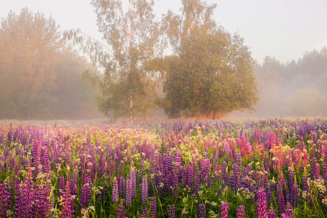 Люпиновое утро