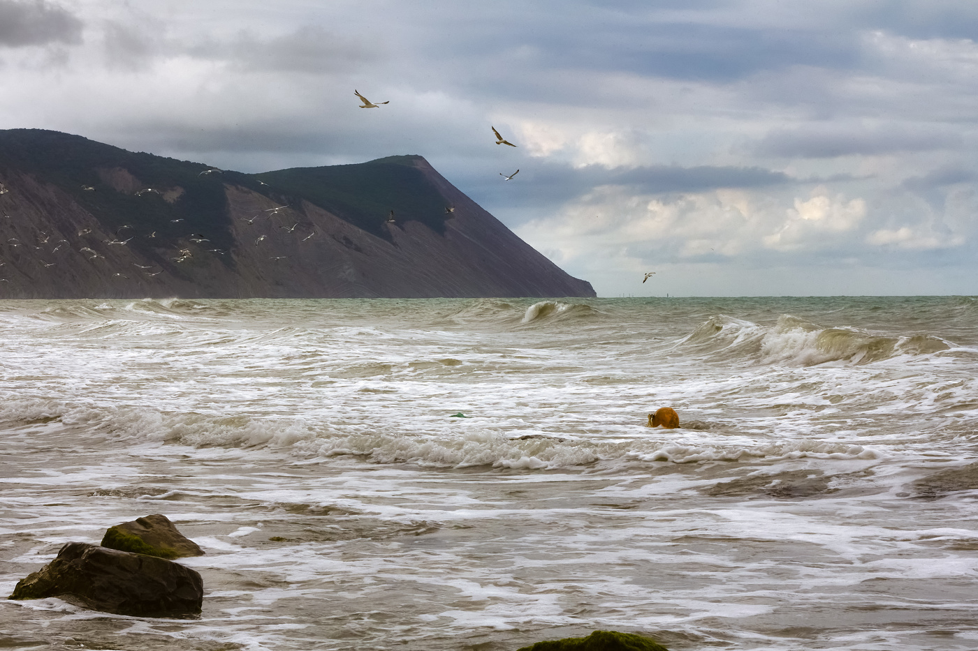 Птицы и море