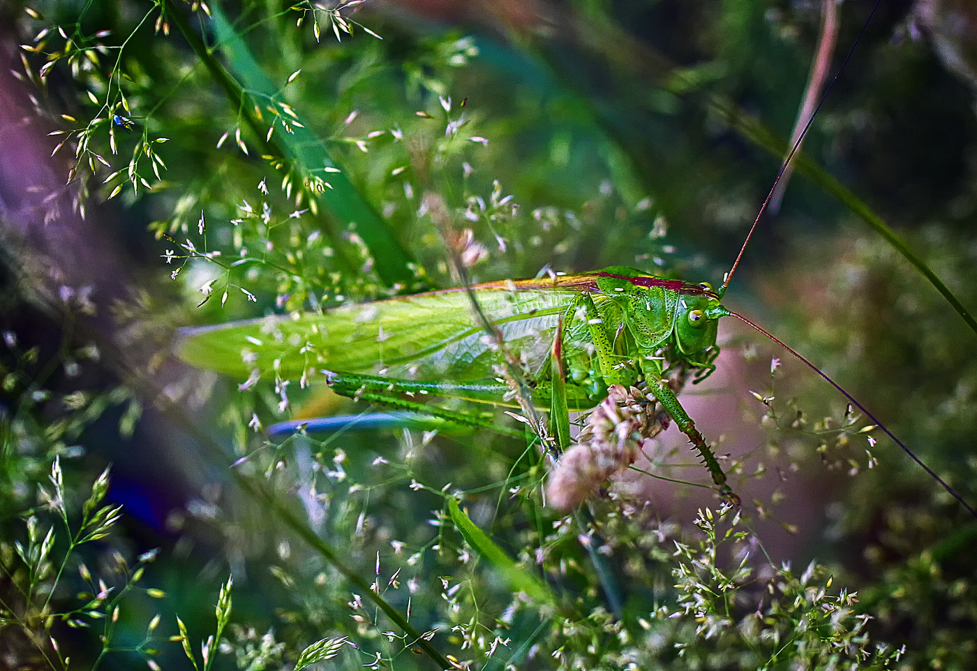 В траве сидел кузнечик...