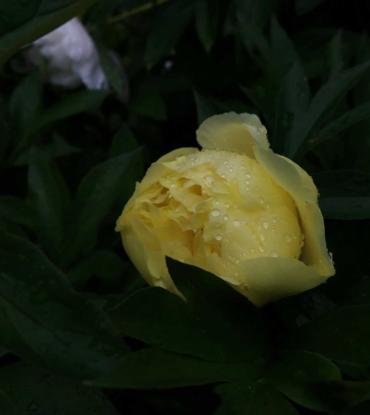 Жёлтый под дождём