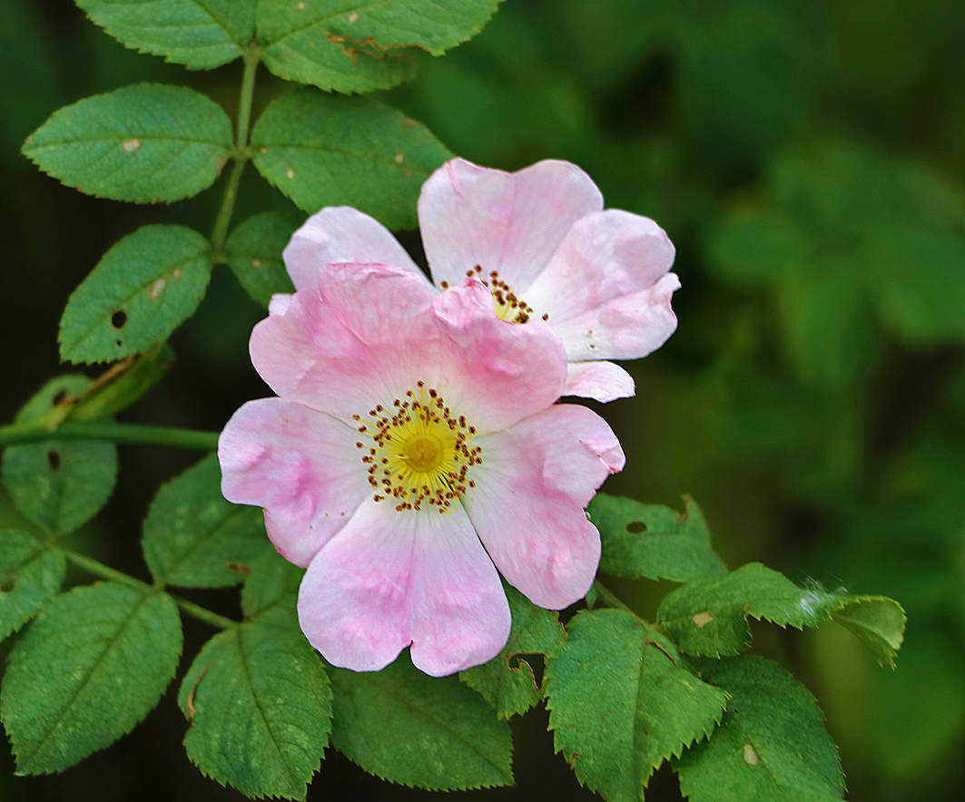 Розовый шиповник