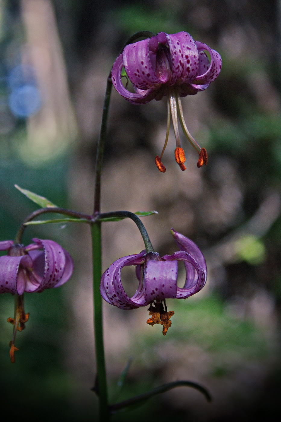 **Лесная лилия.*