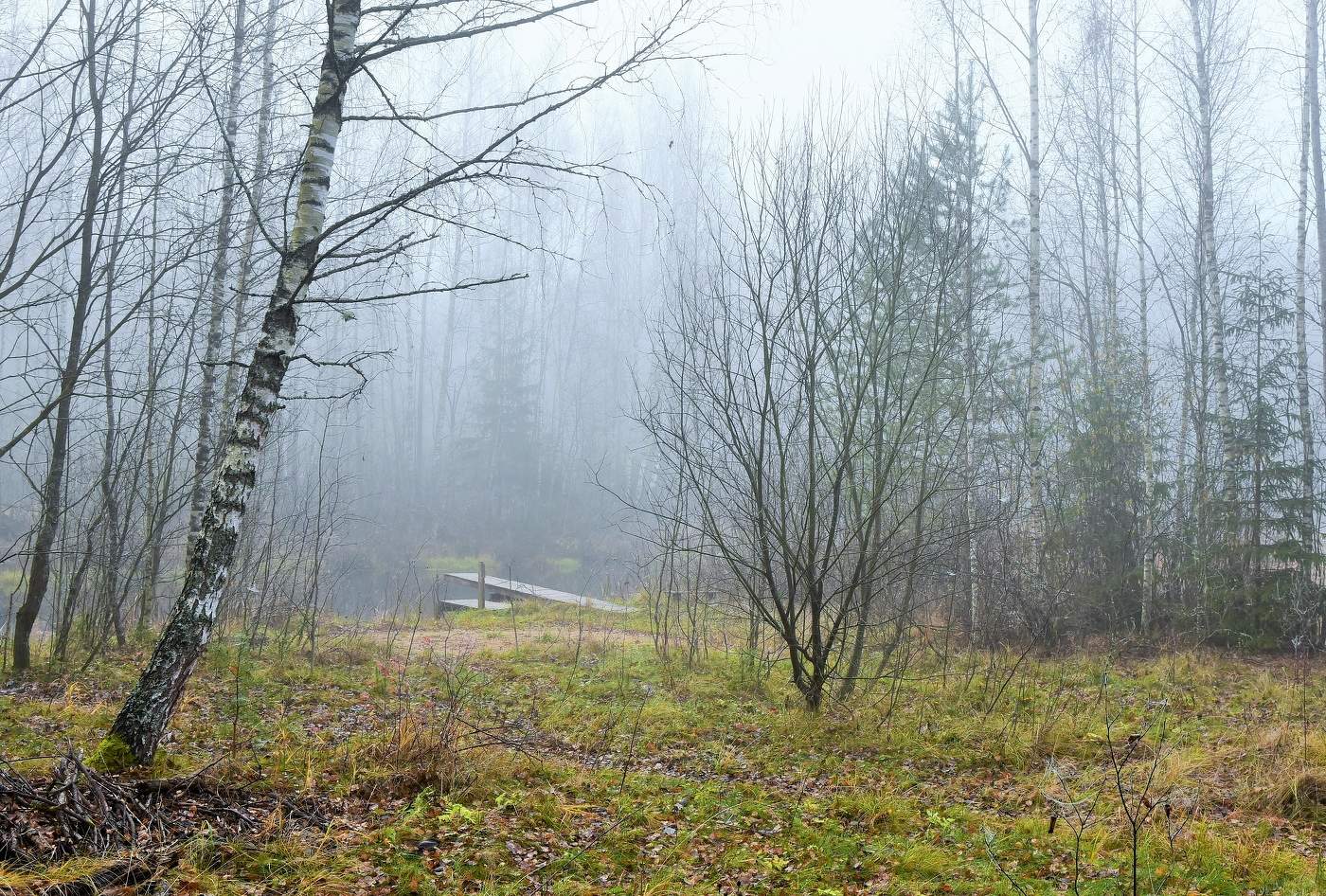 Утро у лесного озера ...